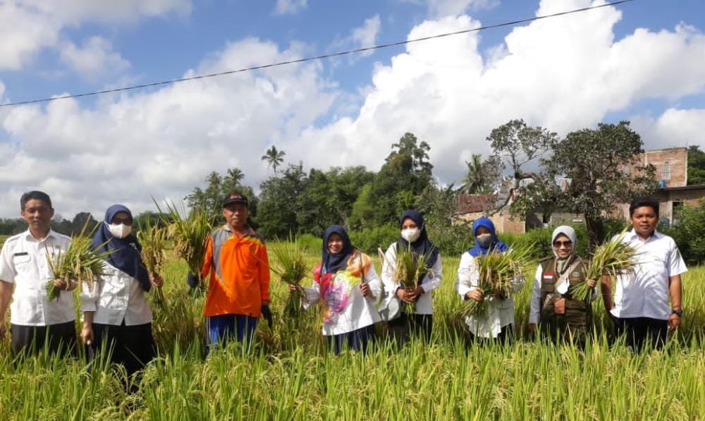 Berkat Program Mandiri Benih, Hasil Panen Petani di Sinjai Meningkat